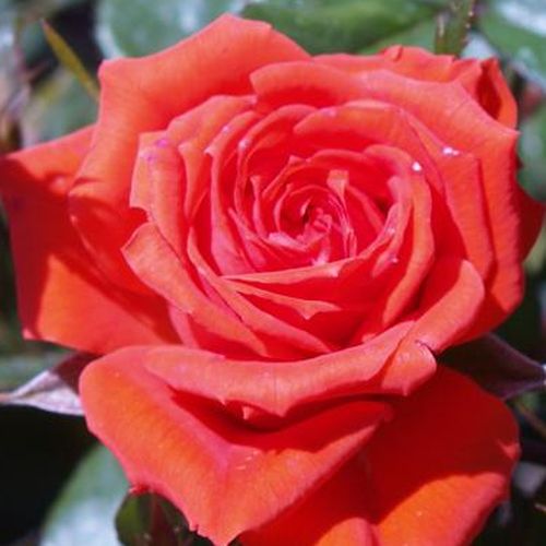 Vendita, rose Rosa Mercedes® - rosa non profumata - Rose per aiuole (Polyanthe – Floribunde) - Rosa ad alberello - arancione - Reimer Kordes0 - 0
